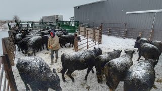 Selling 300 Calves Wild Day [upl. by Bridge]