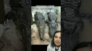 Diferencia entre cocodrilo y caimán [upl. by Nyllek]