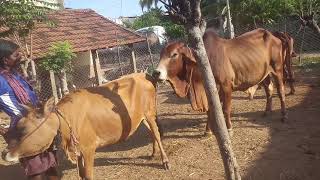 20921 Sahiwal bull mating with cross breed [upl. by Wiggins301]