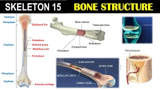 Skeleton 15  Structure of Bone  Epiphysis  Diaphysis  Metaphysis  Endosteum  Periosteum [upl. by Madonna]