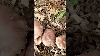 Trampoline Mushroom Bed [upl. by Surbeck583]