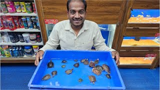 Fly River Turtle Chinese Box Turtle Snakehead Turtle Pond Turtle at Karnataka Aquarium [upl. by Htnamas]