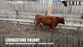 LIVINGSTONE COLONY RBF ANGUS X SIMMENTAL BRED HEIFERS [upl. by Nona]