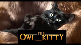 The Lion King  Starring my cat OwlKitty [upl. by Luben]