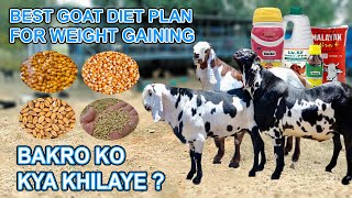 WIEGHT GAINING DIET PLAN FOR GOATS  ALL BREEDS KOTAMALWATOTAPARI ETC [upl. by Lean]