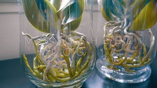 호접란 수경재배할때 주의사항 full water culture orchids things you need to watch out for English sub [upl. by Htessil]