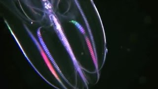 Facts The Comb Jelly Ctenophora [upl. by Giliane]