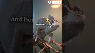 Leopard lizard🦎 didyouknowYoutubeshorts shorts reptiles YouTube BeAmazed viralvideo [upl. by Hardman776]