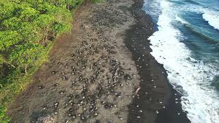 Arribada Playa Ostional Costa Rica Drone 4k Olive Ridley Turtles [upl. by Llehsyt]