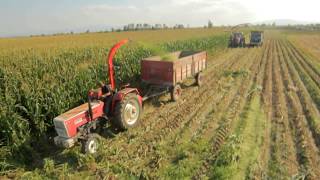 FIMAKS MS12SL  COSECHADORA DE SURCO 🌾  Hilerados  Maquinaria Agrícola  Ensiladora de Maíz [upl. by Notliw]