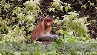 Proboscis monkey Nasalis larvatus eating  Damai Sarawak nature [upl. by Wivestad]