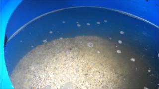 Cleaning Sand Gravel Filter elapsed time [upl. by Shu]