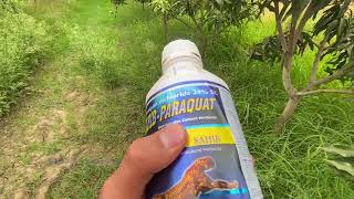 Herbicide Spray in Mango Orchard farming fruit mango [upl. by Hanavas837]