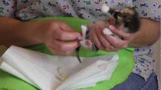 Orphaned Kitten Care How to Videos  How to Stimulate an Orphaned Kitten to Urinate and Defecate [upl. by Anihtyc]