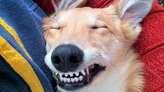 Dogs Making Funny Noises  A Funny Dogs Sounds Compilation NEW [upl. by Ag404]