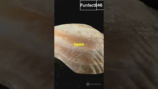 How oysters make pearlsPearlFormation Oysters MarineBiology NaturalEngineering Nacre Ocean [upl. by Salman]