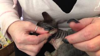 How to clean sphynx cat ears [upl. by Annaert]