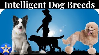 The Bright Minds The World of Highly Intelligent Dog Breeds [upl. by Pangaro]