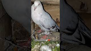 New video pigeon🕊️👉 Aaj aapko dikhate Hain pijan kabutar Ande kaise deti Hai [upl. by Healion968]