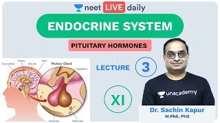 Endocrine System  L3  Pituitary Hormones  Unacademy NEET  LIVE DAILY  NEET Biology  Sachin Sir [upl. by Reivad]