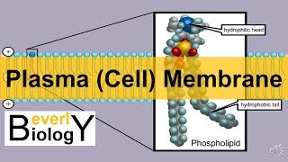 Plasma membrane  Cell Membrane updated [upl. by Onilatac]