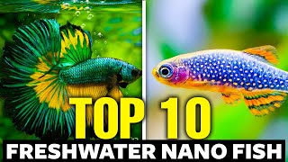 Top 10 Freshwater Nano Fish 🐠 [upl. by Stewart]