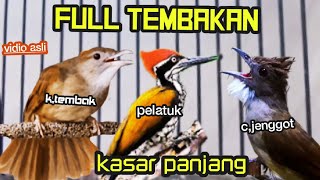 FULL TEMBAKAN KASAR PANJANG  kapas tembak vs pelatuk bawang vs cucak jenggot [upl. by Isaak142]