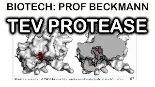 TEV protease [upl. by Ecinerev]