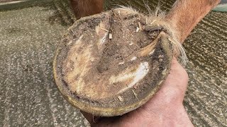 How to Clean Horse Hooves  Complete Hoof Care Guide [upl. by Staffan]