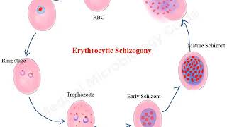 Plasmodium falciparum life cycle animation [upl. by Cartwright]