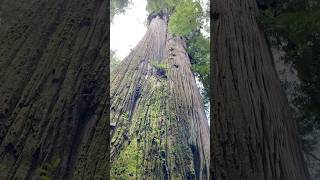 Always live in gratitude Awe under the trees at Jedediah Smith State Park amp Redwood National Park [upl. by Reynard536]