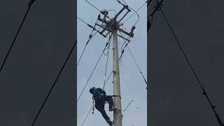 Bird nest removal process on power transmission poles [upl. by Llyrpa237]