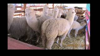 juzgamiento de alpacas en toroya 2012 [upl. by Ainevuol]