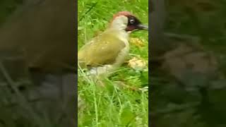 La bellezza del Picchio Verde birds natureuccelli [upl. by Lonier109]