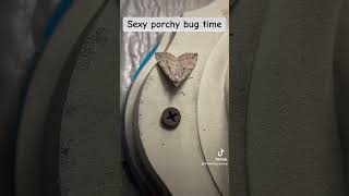 Sexy porchy bug time bugs [upl. by Arber]