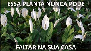 Como plantar Lírio da Paz  Essa planta nunca deve faltar na sua casa [upl. by Lilly449]