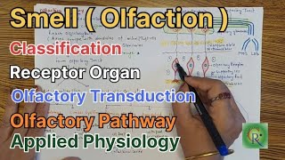 Smell l Olfaction l Anatomy and Physiology l Olfactory Pathway [upl. by Buote]