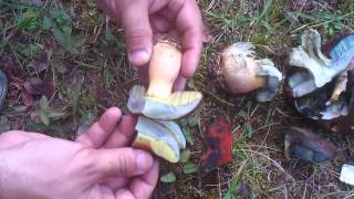 Boletus erythropus or Boletus satanas [upl. by Gambrell]