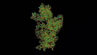 Structural motifs found in ribosomal RNAs [upl. by Eicnahc]