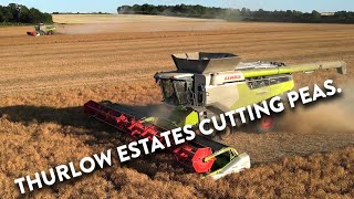 4Kᵁᴴᴰ Harvest 2024 Two of Thurlow Estate Farms Claas Lexion 8800s cutting peas again near Balsham [upl. by Aihsemot465]