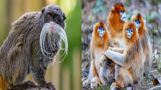 10 Uniquely Bizarre Animals You Wont Believe Existfactzone viral facts [upl. by Neelyar]