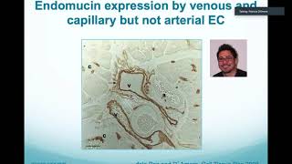 Novel Functions for the Endothelial Glycocalyx in Inflammation amp Angiogenesis by Patricia D’Amore [upl. by Nepsa]