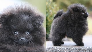 Picking up my NEW POMERANIAN PUPPY  Meet Treacle my black Pomeranian [upl. by Kina]