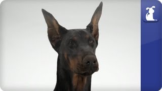 Doglopedia  Doberman Pinscher [upl. by Darius]