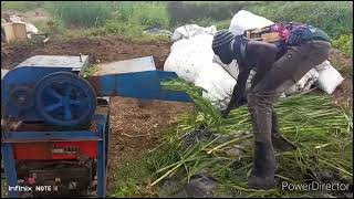 how to plant and feed calliandra to animals 0700778980 [upl. by Tips]