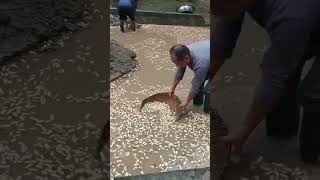 The cleaning process of peanuts in the cleaning tank [upl. by Veljkov]