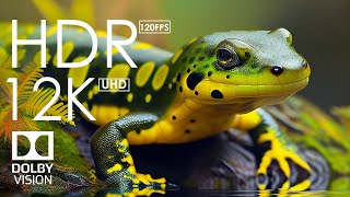 Best Dolby Vision 12K HDR 120fps  Beautiful colorful animals in the world with soothing music [upl. by Bozovich]