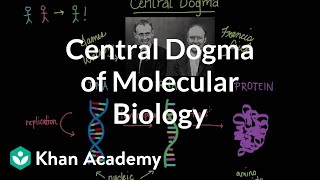 Central dogma of molecular biology  Chemical processes  MCAT  Khan Academy [upl. by Ainola]