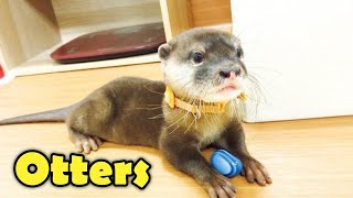 10 Cute Otter Facts You Want to Know [upl. by Pepe861]