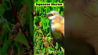 The squacco heron is a migrant wintering in Africa shorts birds nature [upl. by Rohpotsirhc170]